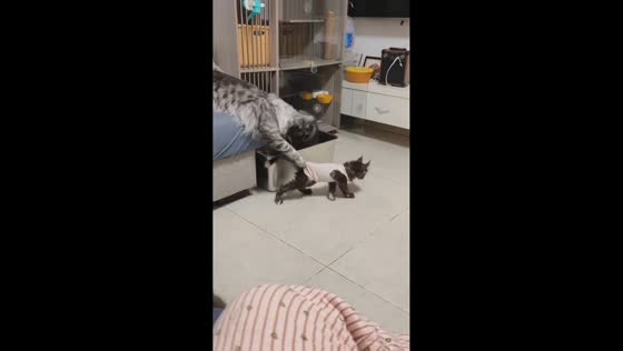 Maine Coon cat stops kitten by holding its shirt in Anhui, China