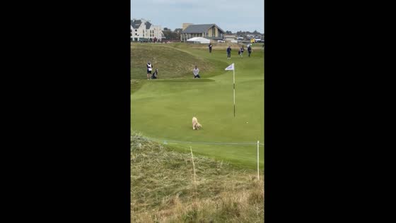 Dog fetches golf ball at Carnoustie Golf Links