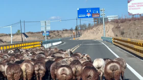 Sheep shake their hips while crossing the road in Liaoning, China