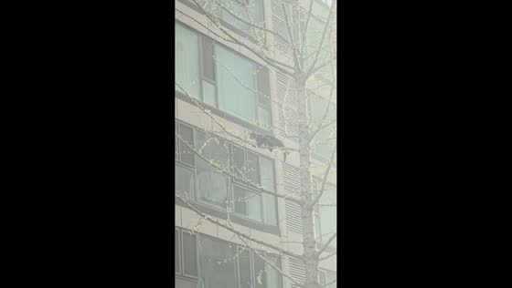 Cat misjudges jump while chasing bird in Shandong, China