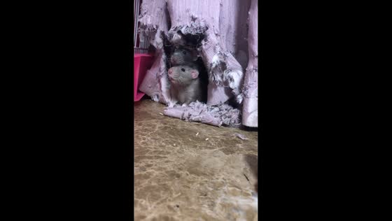 Curious rats peek out from tattered curtain in Jiangsu, China