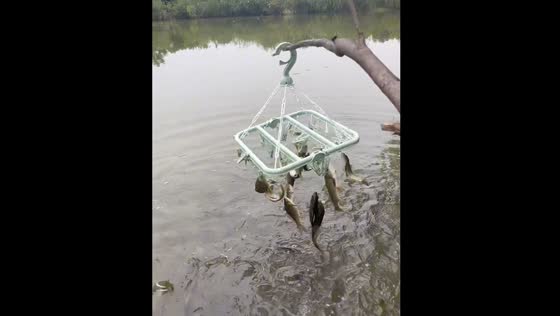 Person catches multiple fish with peg hook hanger in Jiangsu, China