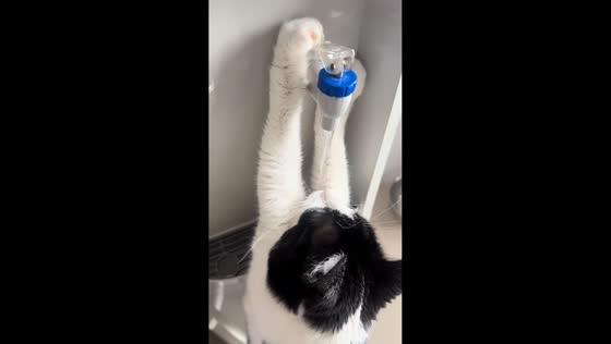 Cat skillfully drinks water from dispenser in Zhejiang, China