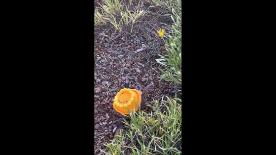 Adorable turtle in flower outfit strolls on grass in Santa Barbara, California, USA