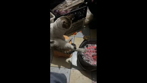 Cat startled by brazier while trying to get warm in Sichuan, China