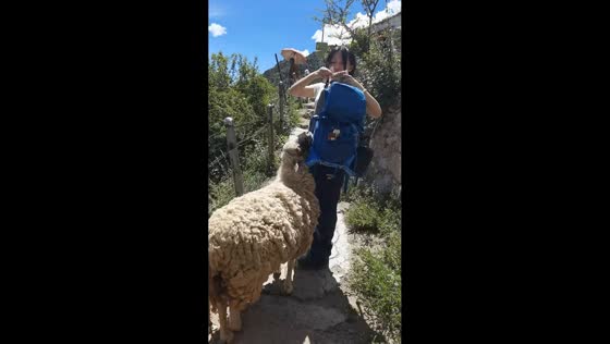 Sheep carries woman's backpack while hiking in Beijing, China