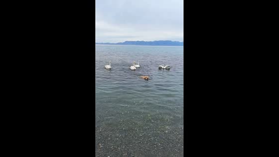 Golden retriever swims with four swans following behind in Xinjiang, China