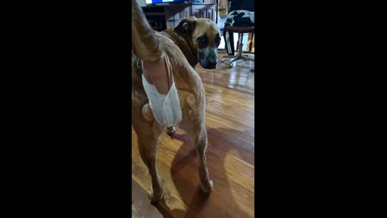 Resourceful solution: dog's first period management