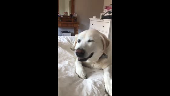 Dog sneezes while napping in Sydney, Australia