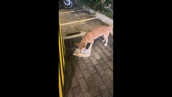 Women feeds stray dog outside McDonald’s in Davao, Philippines