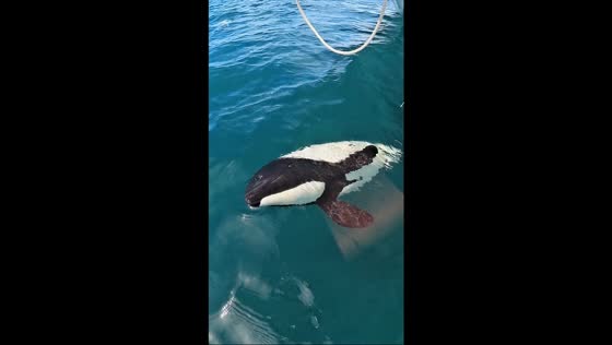 Young orca swims playfully beneath boat in Playa Union, Patagonia, Argentina