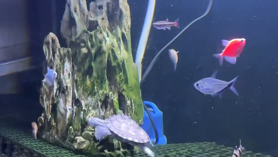 Small turtle hilariously chases fish around aquarium in Fujian, China