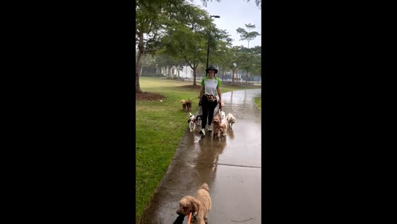 Drenched dedication: dogs' rainy day stroll at Frew Park