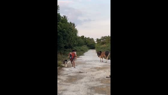 Man and dog run from cow on roadside in Indang, Cavite, Philippines