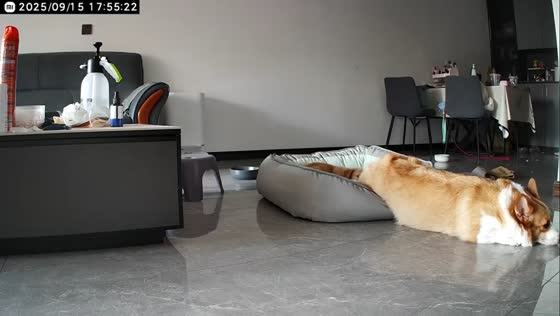 Corgi gives up bed for smaller dog in Henan, China