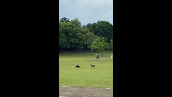 Man slips while being chased by deer in Hunan, China