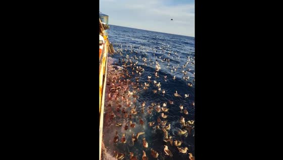 Sea of majesty: the gathering of albatrosses