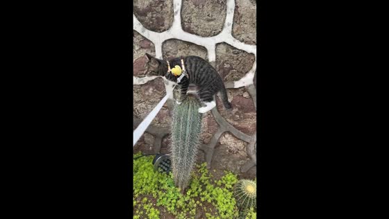 risky tabby cat balances fearlessly on tall cactus in Sichuan, China