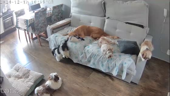 Annoyed golden retriever takes playful revenge on Shih Tzu in São Paulo, Brazil