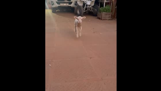 Baby lamb jumps around energetically in Moorreesburg, South Africa