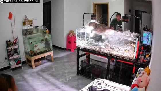 Cat jumps into aquarium and causes chaos inside home in Yunnan, China