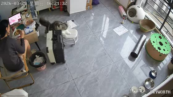 Cat nudges rolling chair in Guangdong, China