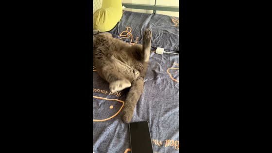 Cat shows funny conditioned reflex while sleeping in Beijing, China