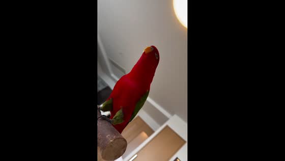 Parrot makes unusual noises while perched in Osaka, Japan