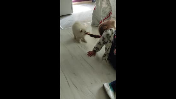 Adorable bond: Peach the dog finds playmate in Lera's ponytail
