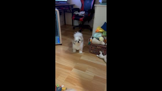 Dog picks favorite toy from basket in San Jose Del Monte, Bulacan, Philippines