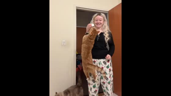Eager orange cat excited for snack in the United States