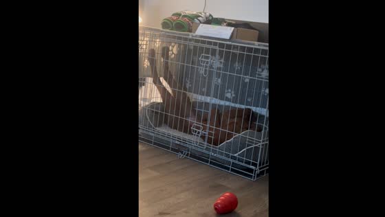 Reggie the dog sleeps with legs up, living his best life
