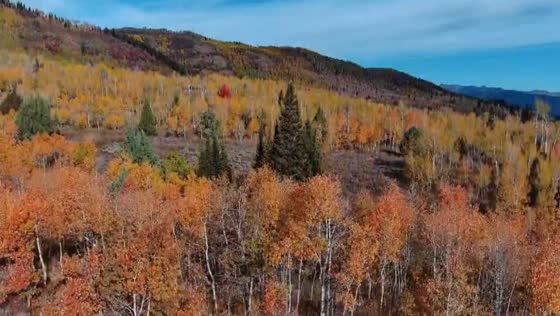 Peak fall foliage paints the mountains of Logan Canyon, USA