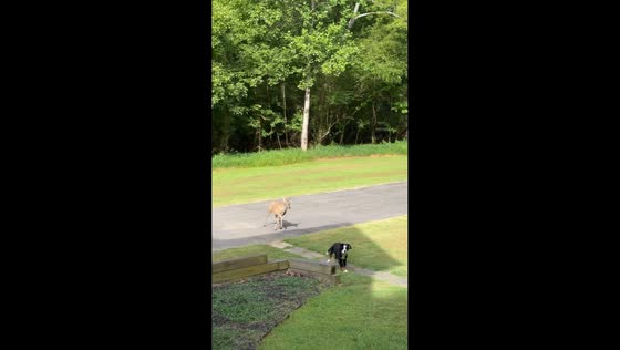 Deer suddenly chases dog across yard in Suwanee, Georgia