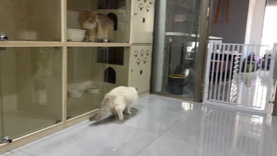 Ragdoll cat’s unusual high-stepping walk amuses owner in Jiangsu, China