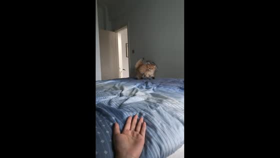 Kitten hops toward owner and accidentally falls off bed in Hunan, China