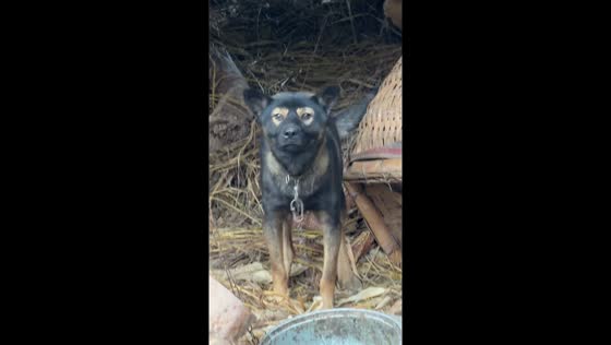 Dog with painted-mask face in Chongqing in China