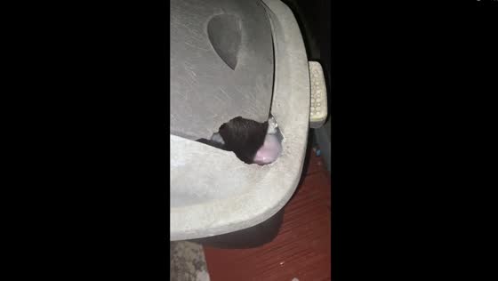 Unexpected rat escape: startling trash can dash caught on camera in West Java