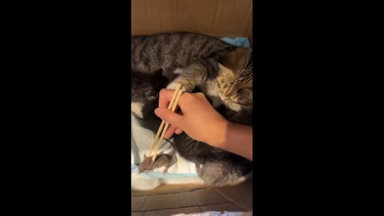 Mother cat mistakes a mouse for her kitten in Guangdong, China