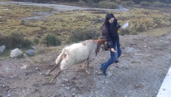 Mountain sheep headbutts woman in Gansu, China