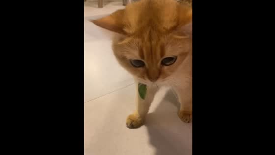 An energetic cat loves to hunt cicadas.
