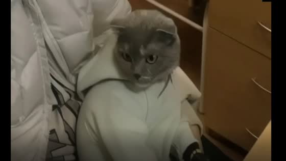 Drug dealer dresses cat in baby clothes to smuggle drugs, woman detained in Nizhny Tagil