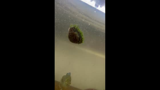 Small turtle swims like floating island in Austin, Texas, USA