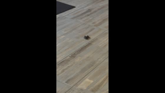 Baby bat crawls across restaurant floor in Kingston, Jamaica