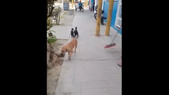 Cats attack dog in Chichiriviche, Venezuela