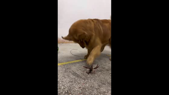 Golden retriever cautiously interacts with crayfish in Guangdong, China