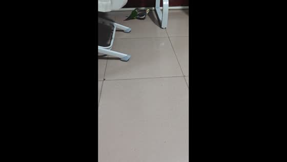 Playful parakeet pulls on friend’s tail in Jilin, China