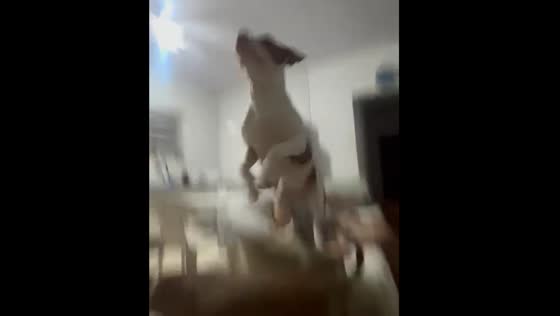 Dog jumps high from couch armrest in Brazil