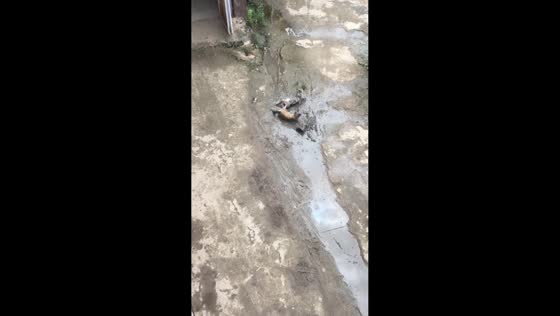 Cats covered in mud continue growling after fight in Kutai Kartanegara, Indonesia