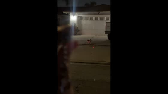 Neighborhood cat gets playful with a laser light in Ontario, Canada